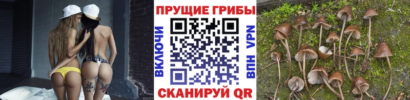 Галлюциногенные грибы прущие грибы  Купить закладки  Кировск 